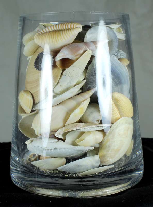 Glass vase with assorted sea shells