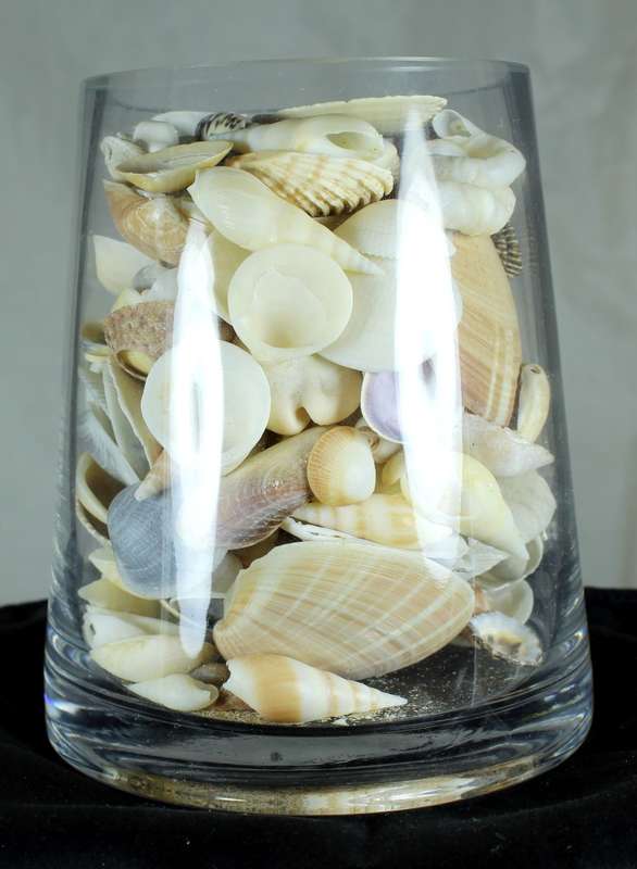 Glass vase with assorted sea shells