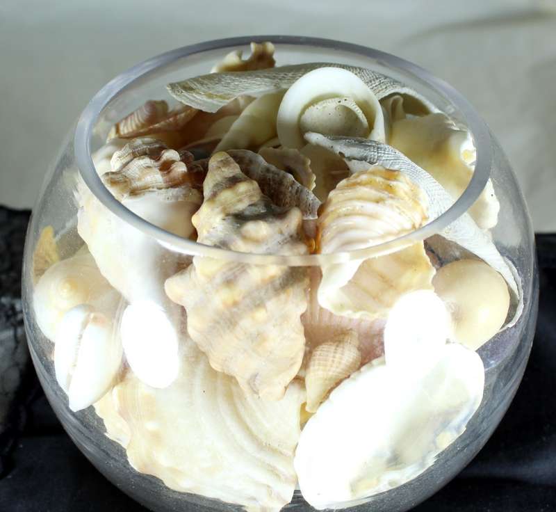 Glass vase with assorted sea shells