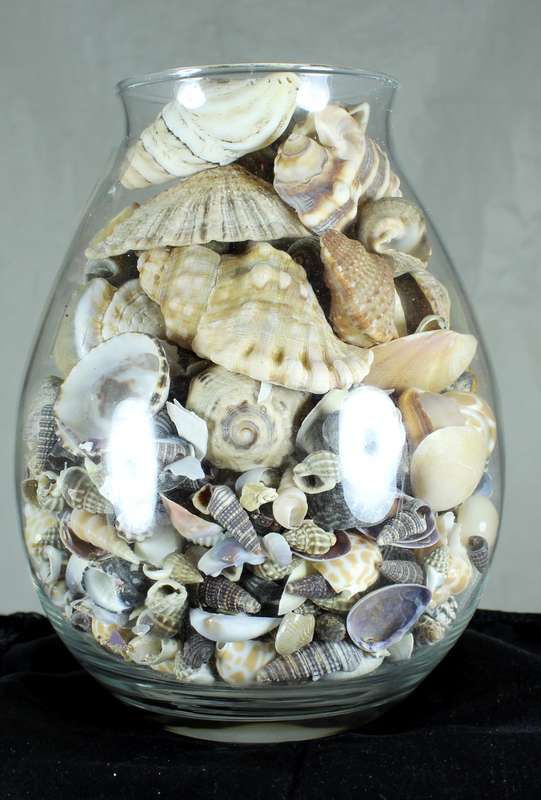Glass vase with assorted sea shells