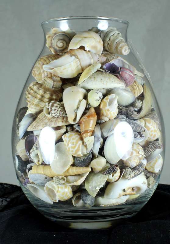 Glass vase with assorted sea shells