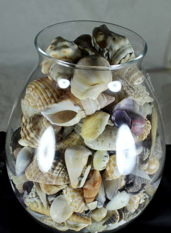 Glass vase with assorted sea shells