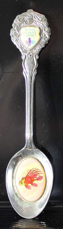 Souvenir tea spoon - Wild Coast Sun