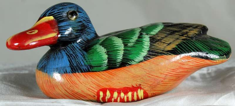 Red billed duck