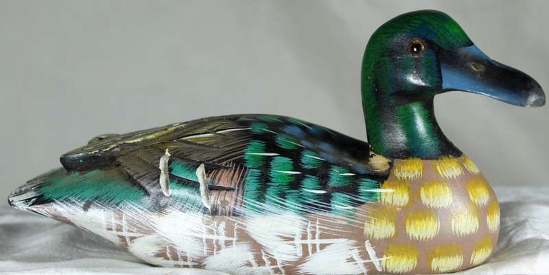 Small duck