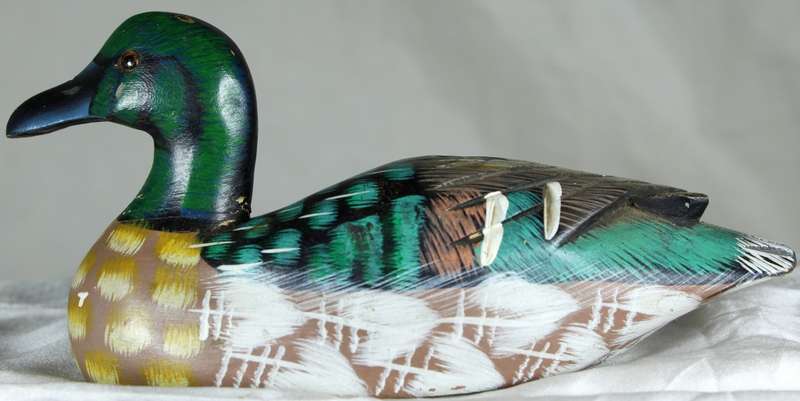 Small duck