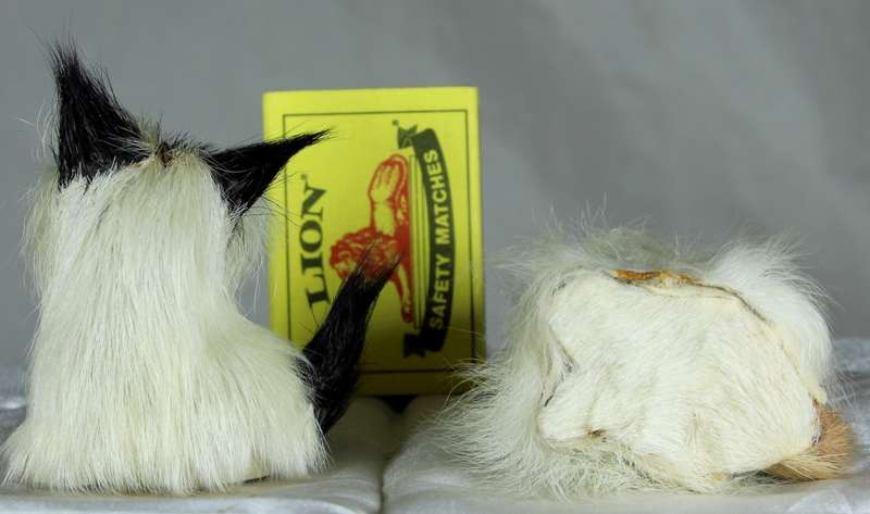 Pair of small fluffy kittens