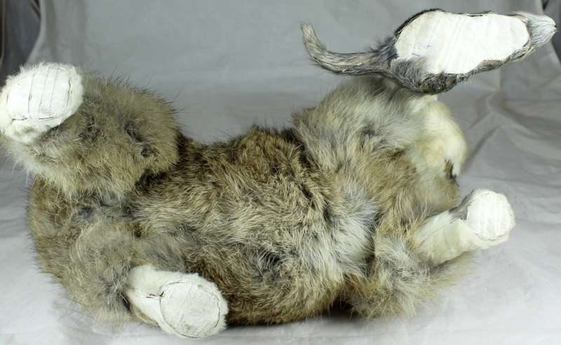 Large fluffy cat catching a mouse