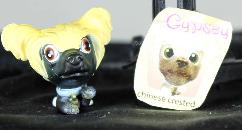 Snubbies Collection 1 - Gypsy - Chinese Crested