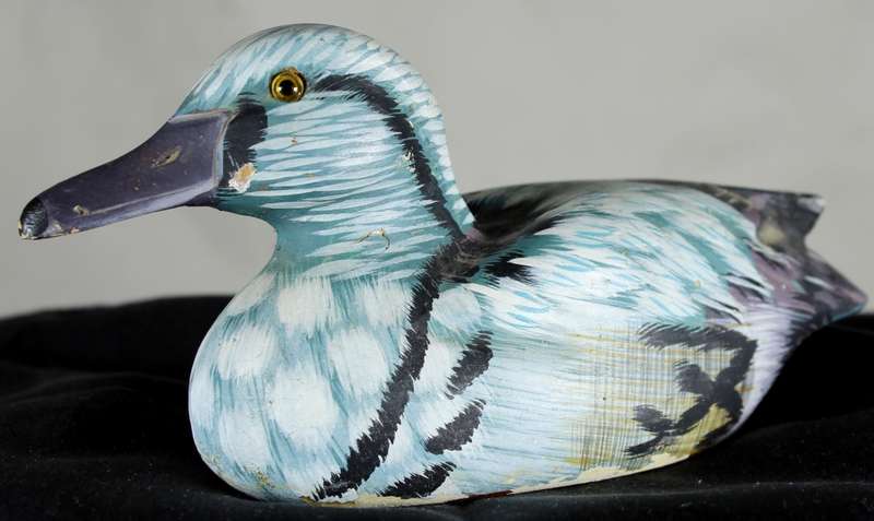 Small Blue Duck