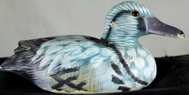 Small Blue Duck