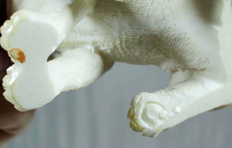 Saint Bernard Dog Sitting Down with Bone