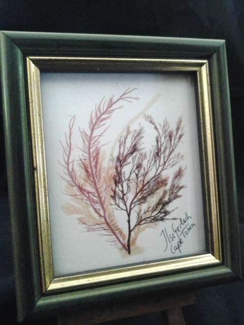 An Xquisite vintage like set of  framed geniune Cape Sea weed pics no 4  - by Ilse Gerlach see pics.