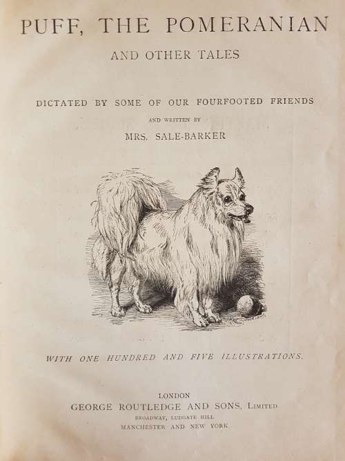 Puff The Pomeranian - By Mrs. Sale-Barker