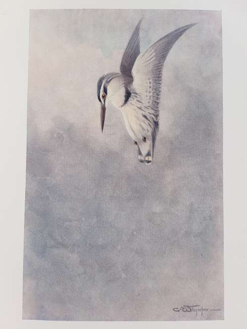 Egyptian Birds For the Most Part Seen in the Nile Valley - Painted and Described by Charles Whymper