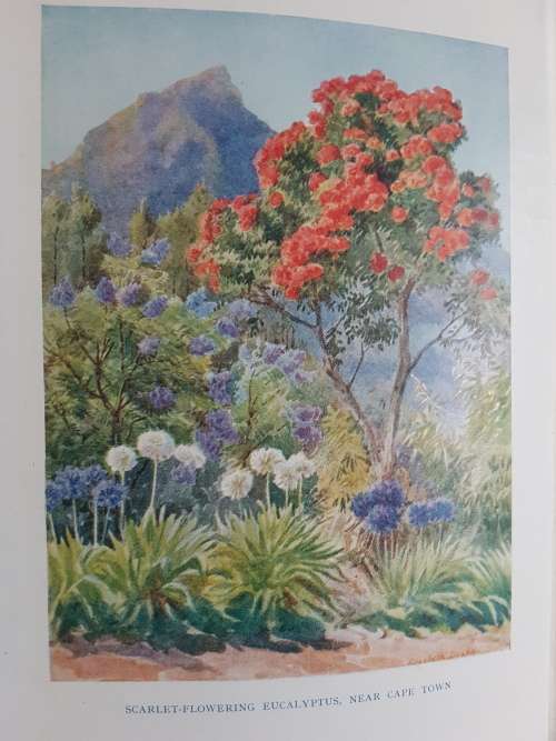 Gardens of South Africa - By Dorothea Fairbridge