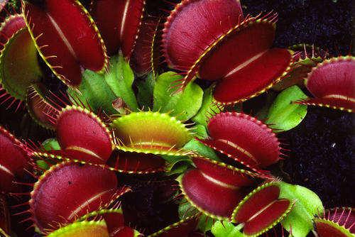 Venus Fly Trap / Dionaea muscipula SEEDS - 1 Free with 10 (FREE shipping option)