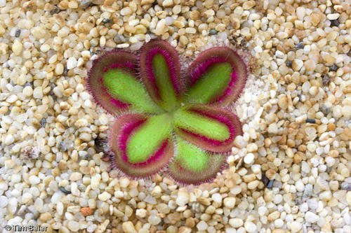8 Drosera collection of most rare & interesting seeds
