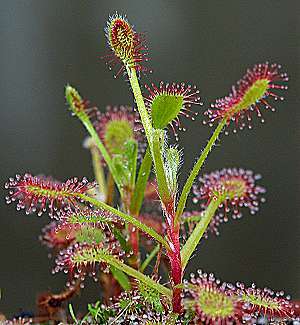 CARNIVOROUS PLANT SEEDS - Drosera collection of most rare & interesting (FREE shipping option)