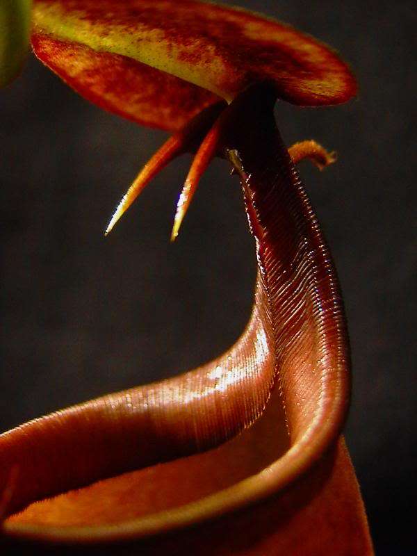 10 Venus Fly trap, 10 Nepenthes hybrid, 10 drosera - Carnivorous seeds (Free shipping option)