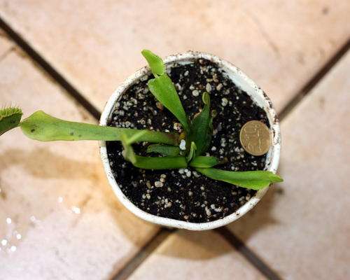 Venus Fly Trap / Dionaea muscipula LIVE Carnivorous Plant (Medium-3 years)