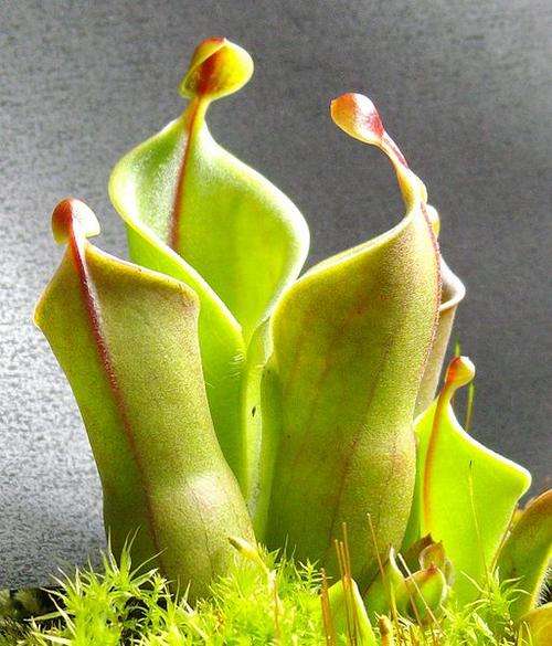 Heliamphora minor small (1 year)
