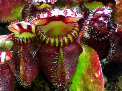 CARNIVOROUS PLANT SEEDS - Cephalotus follicularis RARE 1 free with 5 (FREE shipping option)