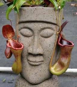 1 Nepenthes Hybrid seeds Carnivorous plant seeds (Free Shipping Option)