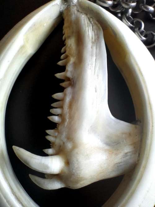 Large Handcrafted Warthog Bone Tusks And Fish Teeth Jaw Bone Pendant Sterling Silver