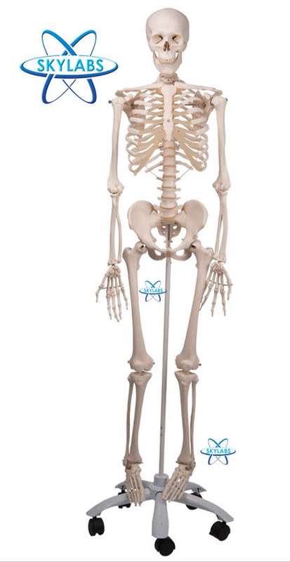 HUMAN SKELETON FULL SIZE WITH STAND