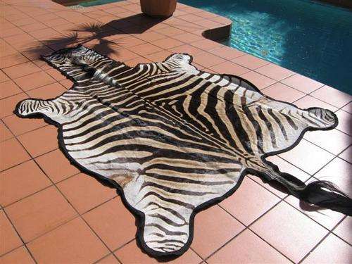 Zebra skin for sale