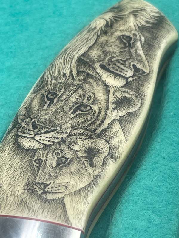 Nkosi Kalahari Family Of Lion