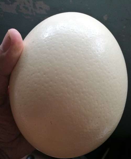 OSTRICH EGG - EMPTY - IN VERY NICE AND PERFECT CONDITION