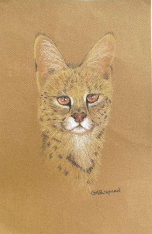 Pastel drawing of a cat by Gill Burman (3)