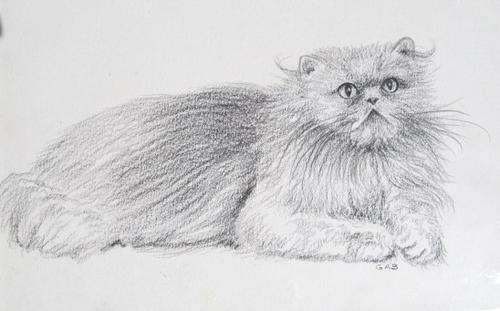 Original pencil drawing of a cat by Gill Burman (5)