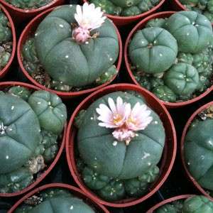 Lophophora williamsii (Peyote) SEEDS