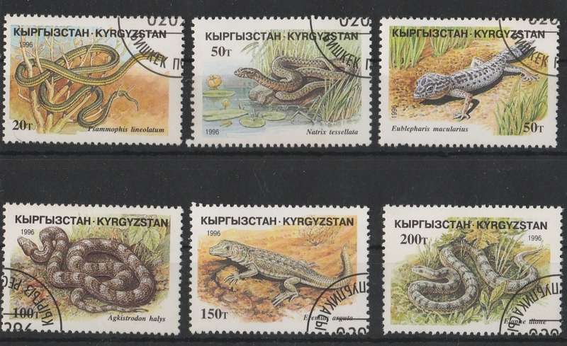 REPTILES   THEMATICS   KYRGYZSTAN