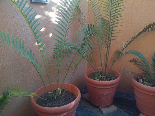 Cycads for sale