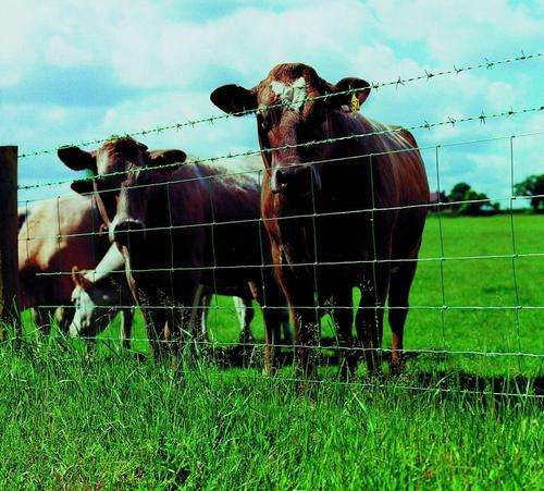 Galvanised Bonnox fence 1.8m height x 100m length