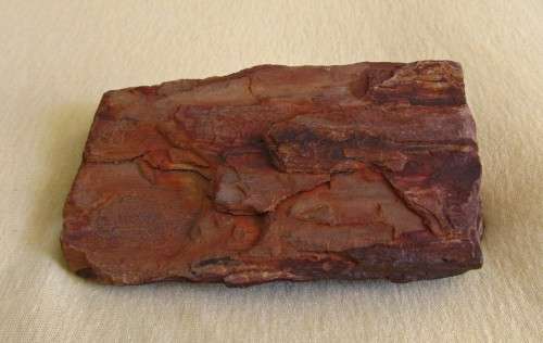 Fossilized / petrified wood