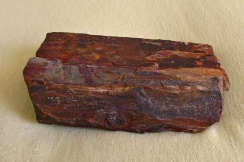 Fossilized / petrified wood