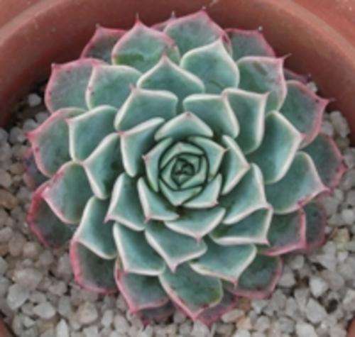 echeveria  (minature)