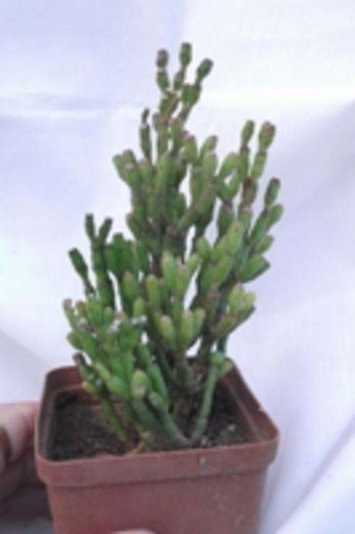 ripsalis,  the only south african cactus,  found in northern natal