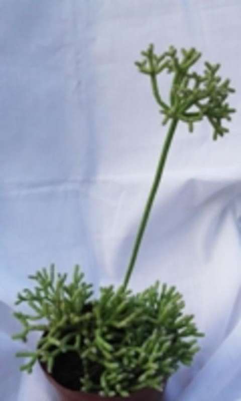 ripsalis,  a south african cactus, found in tropical areas of northen natal