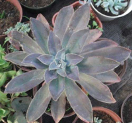 Graptoveria 'Fred Ives'