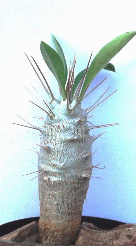 kudu lily. Pachypodium saundersii, 7 - 8 cm long