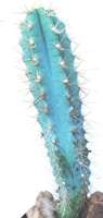 cactus, blue 10 - 12 cm