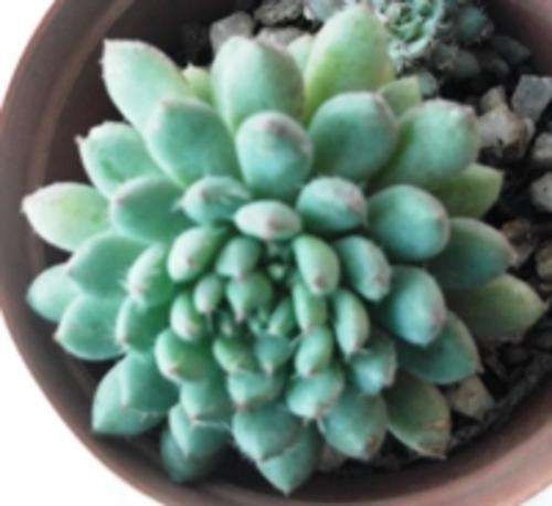 echeveria, minature, 4 cm
