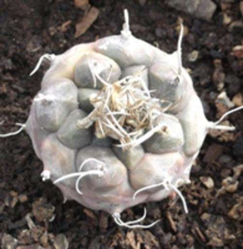 cactus. turbinicarpus, 3 - 4 cm