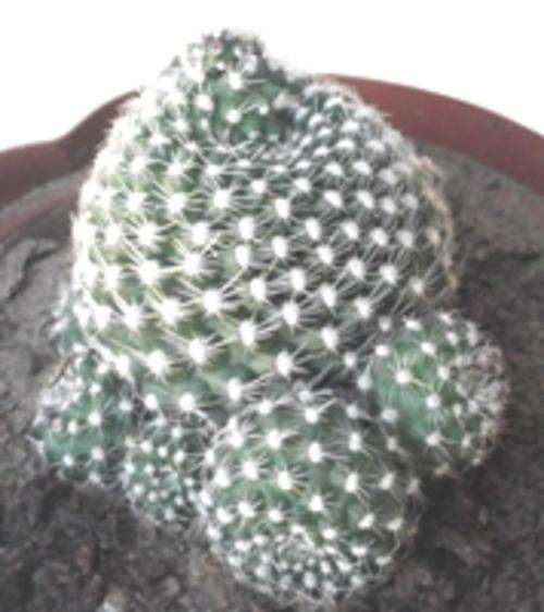 cactus, rebutia